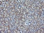 GADD45G Antibody in Immunohistochemistry (Paraffin) (IHC (P))