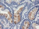 GADD45G Antibody in Immunohistochemistry (Paraffin) (IHC (P))