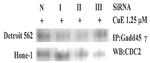 GADD45G Antibody in Immunoprecipitation (IP)