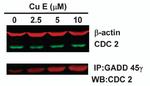 GADD45G Antibody in Immunoprecipitation (IP)