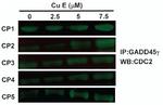 GADD45G Antibody in Immunoprecipitation (IP)