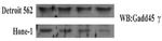 GADD45G Antibody in Western Blot (WB)