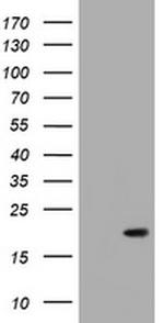 GADD45G Antibody in Western Blot (WB)