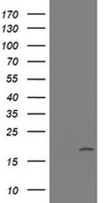 GADD45G Antibody in Western Blot (WB)