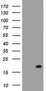 GADD45G Antibody in Western Blot (WB)