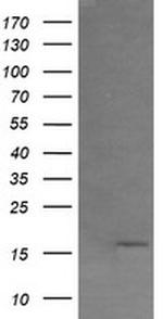 GADD45G Antibody in Western Blot (WB)