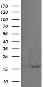 GADD45G Antibody in Western Blot (WB)