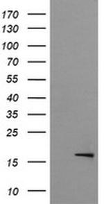 GADD45G Antibody in Western Blot (WB)