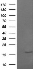 GADD45G Antibody in Western Blot (WB)