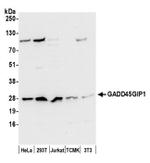 GADD45GIP1/CRIF1 Antibody in Western Blot (WB)