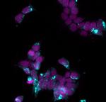 Human IgG (H+L) Cross-Adsorbed Secondary Antibody in Immunocytochemistry (ICC/IF)