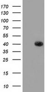 GALE Antibody in Western Blot (WB)