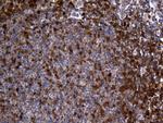 GALM Antibody in Immunohistochemistry (Paraffin) (IHC (P))