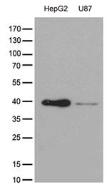 GALM Antibody in Western Blot (WB)