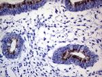 GALNT10 Antibody in Immunohistochemistry (Paraffin) (IHC (P))