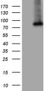 GALNT10 Antibody in Western Blot (WB)