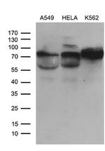 GALNT10 Antibody in Western Blot (WB)