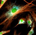 Mouse IgG (H+L) Highly Cross-Adsorbed Secondary Antibody in Immunocytochemistry (ICC/IF)