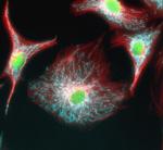 Mouse IgG (H+L) Highly Cross-Adsorbed Secondary Antibody in Immunocytochemistry (ICC/IF)