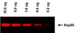 Mouse IgG (H+L) Highly Cross-Adsorbed Secondary Antibody in Western Blot (WB)