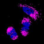 Mouse IgG (H+L) Highly Cross-Adsorbed Secondary Antibody in Immunocytochemistry (ICC/IF)