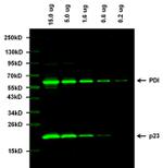 Mouse IgG (H+L) Highly Cross-Adsorbed Secondary Antibody in Western Blot (WB)