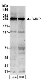 GANP Antibody in Western Blot (WB)