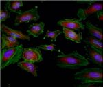 GAPDH Loading Control Antibody in Immunocytochemistry (ICC/IF)