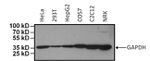 GAPDH Loading Control Antibody in Western Blot (WB)