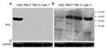 GAPDH Antibody in Western Blot (WB)