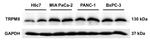 GAPDH Antibody in Western Blot (WB)