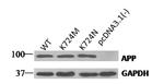 GAPDH Antibody in Western Blot (WB)