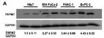 GAPDH Antibody in Western Blot (WB)