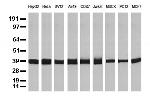 GAPDH Antibody in Western Blot (WB)