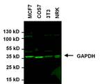 GAPDH Loading Control Antibody in Western Blot (WB)