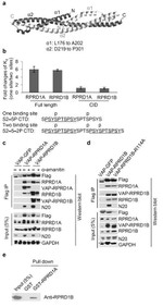 GAPDH Antibody in Western Blot (WB)