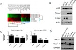 GAPDH Antibody in Western Blot (WB)