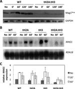 GAPDH Loading Control Antibody in Western Blot (WB)