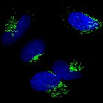 Rabbit IgG (H+L) Highly Cross-Adsorbed Secondary Antibody in Immunocytochemistry (ICC/IF)