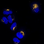 Rabbit IgG (H+L) Highly Cross-Adsorbed Secondary Antibody in Immunocytochemistry (ICC/IF)