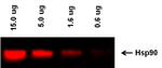 Rabbit IgG (H+L) Highly Cross-Adsorbed Secondary Antibody in Western Blot (WB)