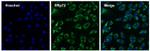 Rabbit IgG (Heavy chain) Secondary Antibody in Immunocytochemistry (ICC/IF)