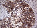 GARS Antibody in Immunohistochemistry (Paraffin) (IHC (P))