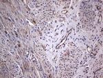 GARS Antibody in Immunohistochemistry (Paraffin) (IHC (P))