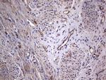 GARS Antibody in Immunohistochemistry (Paraffin) (IHC (P))