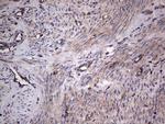 GARS Antibody in Immunohistochemistry (Paraffin) (IHC (P))