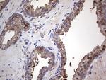 GARS Antibody in Immunohistochemistry (Paraffin) (IHC (P))