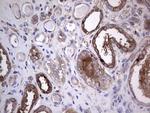 GARS Antibody in Immunohistochemistry (Paraffin) (IHC (P))