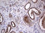 GARS Antibody in Immunohistochemistry (Paraffin) (IHC (P))