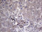 GARS Antibody in Immunohistochemistry (Paraffin) (IHC (P))